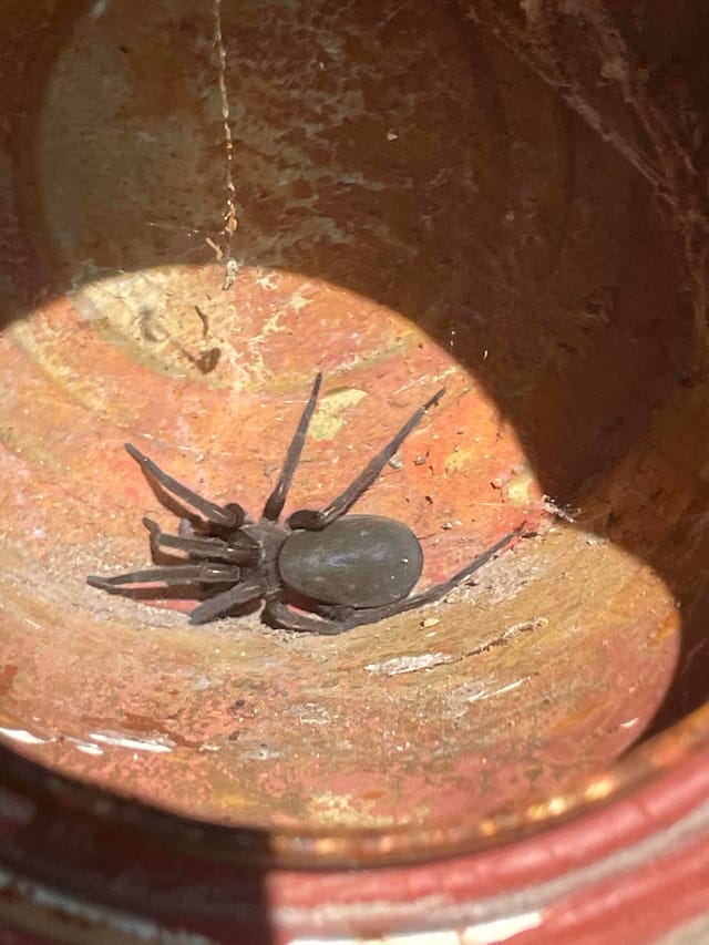 Viuda Negra